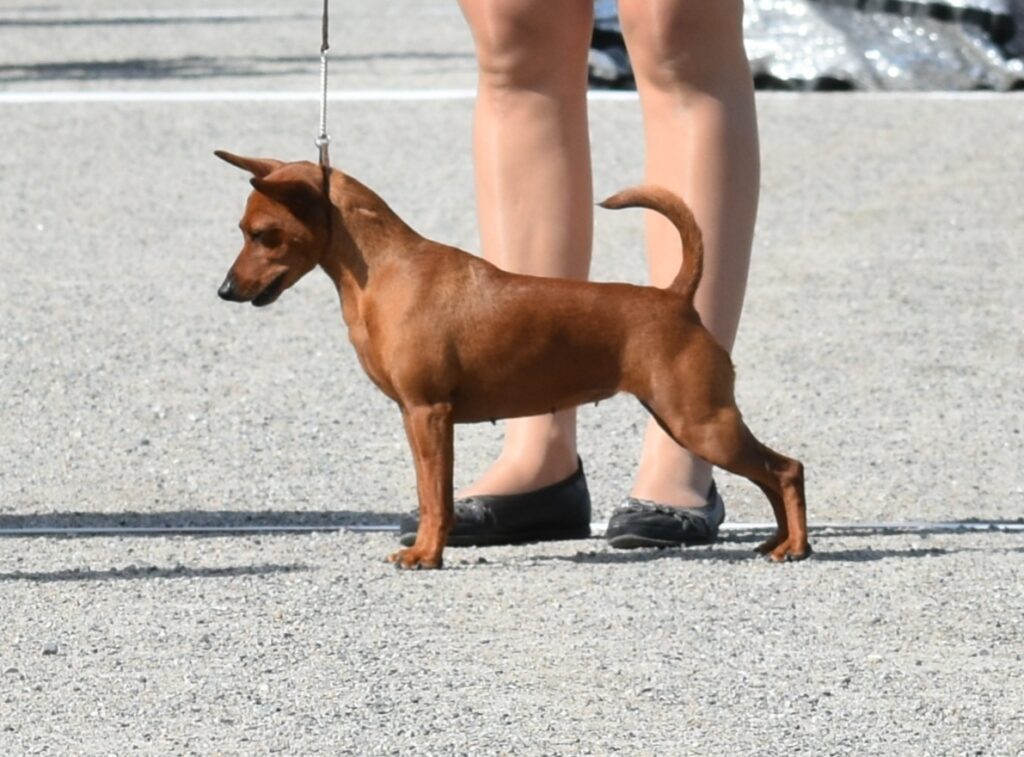 Vuoden kääpiöpinseri 2022 SCHONE HUND JEMCHUJINA OKEANA